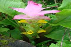 Curcuma pseudomontana